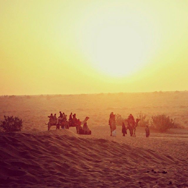 domestic animals, animal themes, mammal, livestock, landscape, sunset, horse, field, copy space, camel, medium group of animals, nature, togetherness, working animal, desert, clear sky, sand, tranquil scene