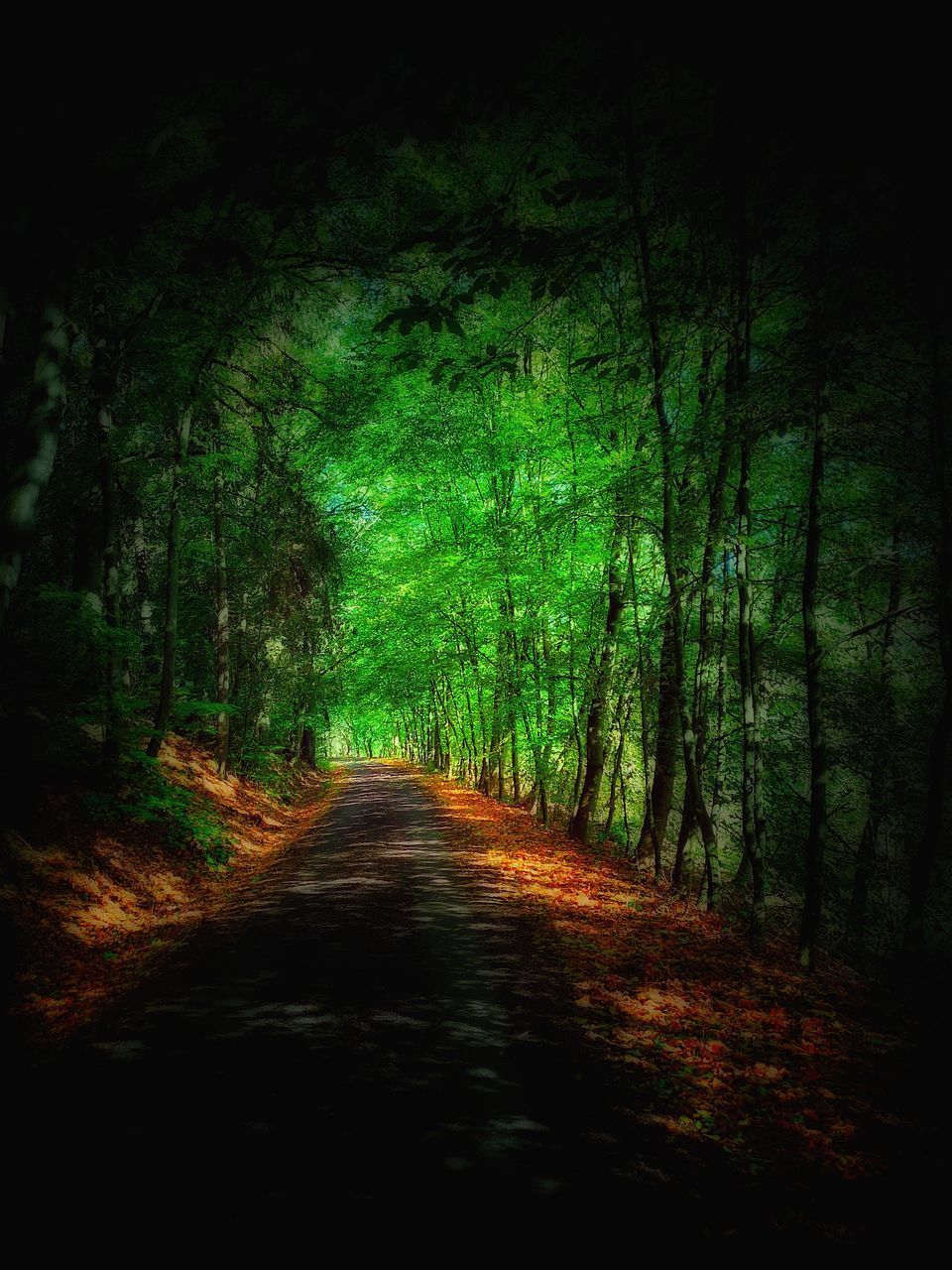 DIRT ROAD ALONG TREES IN FOREST