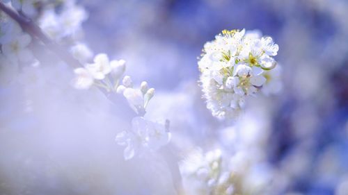 Close-up of white flowers blooming in field