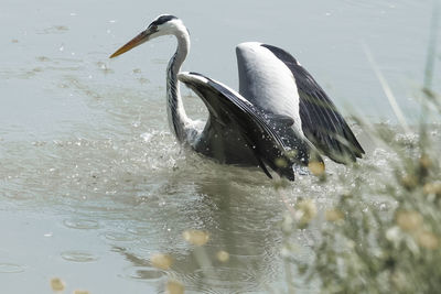 View of bird in lake