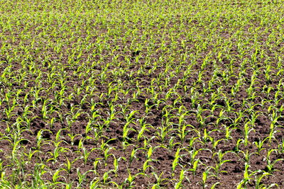 High angle view of corn field