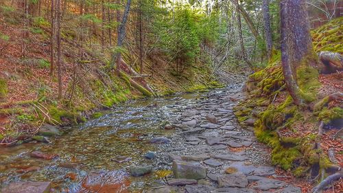 Road amidst trees in forest