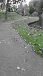 Surface level of footpath