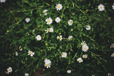Close-up of flowers blooming outdoors
