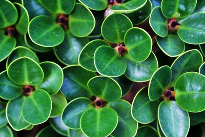 Full frame shot of fresh green leaves