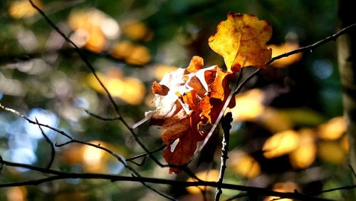 Close-up of leaves on twig