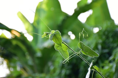 Close-up of insect on plant