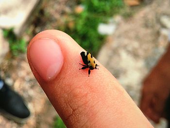 Close-up of insect on hand