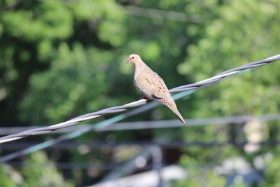 High angle view of mourning dove perching on cable