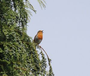 Low angle view of robin perching on tree against clear sky