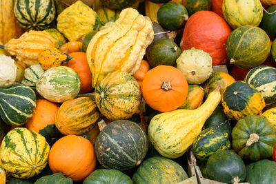 Halloween pumpkins and squashes in different varieties. autumn harvest background