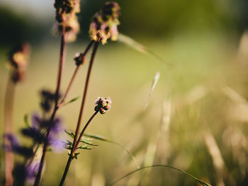 Close-up of insect on purple flower