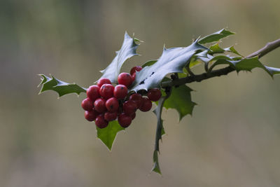 Close-up of berries growing on plant