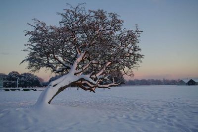 Bare trees on snow covered field