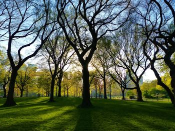 Trees on grassy field