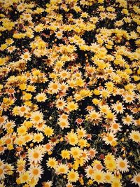 Full frame shot of yellow flowering plants