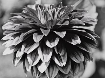 Close-up of dahlia on plant