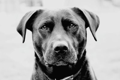 Close-up portrait of dog