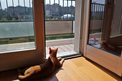 Cat looking through window