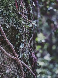 Close-up of lichen growing on tree trunk