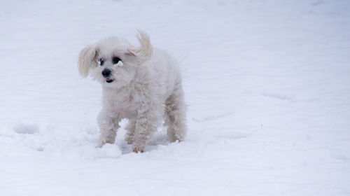 White dog on snow field