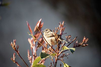 Close-up of bird perching on a plant