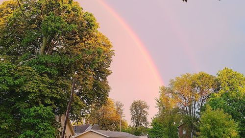 Rainbow over trees against sky