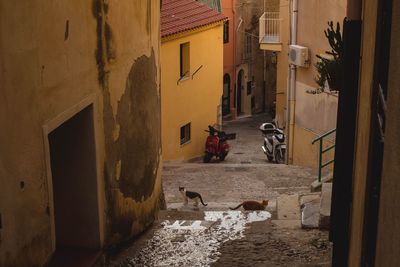 High angle view of cats on walkway amidst houses