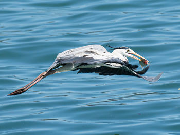 High angle view of bird in lake