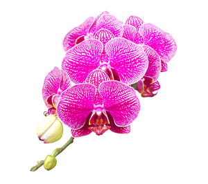 Close-up of pink orchid against white background