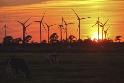 Horse grazing in field during sunset