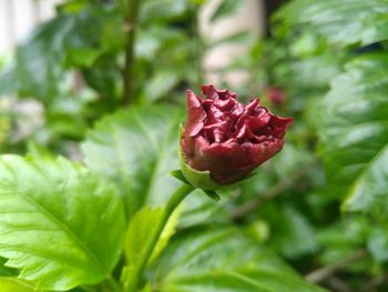 Close-up of red flower blooming outdoors