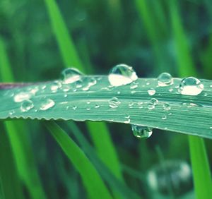 Close-up of water drops on leaf