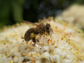Close-up of bee on flower