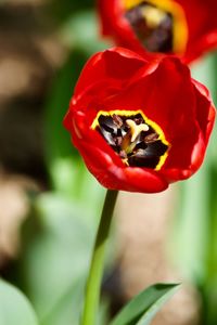 Close-up of bee pollinating on red flower