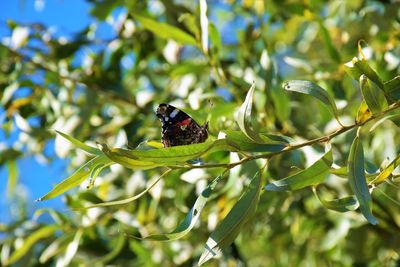 Close-up of butterfly on leaf