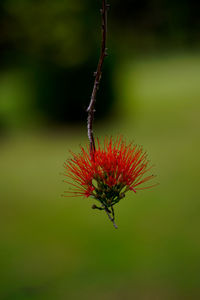 Close-up of red flowering plant