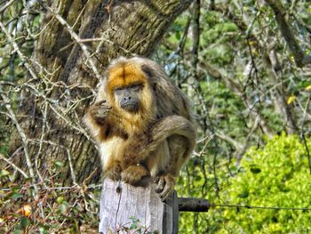 Monkey sitting on tree