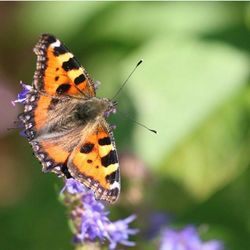 Close-up of butterfly on flower