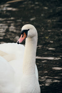 Close-up of swan