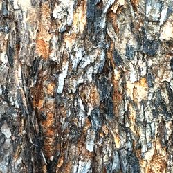 Close-up of tree trunk