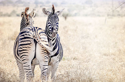 View of two zebra