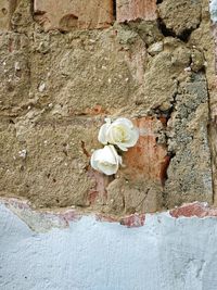 Close-up of white flowers on wall