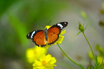 Butterfly on flower