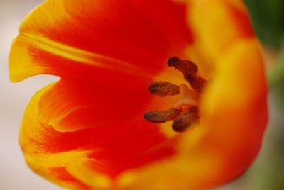 Close-up of orange hibiscus
