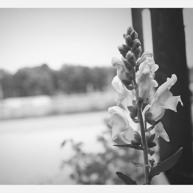 flower, fragility, growth, freshness, focus on foreground, petal, close-up, beauty in nature, plant, nature, stem, flower head, blooming, bud, leaf, blossom, in bloom, clear sky, selective focus, day