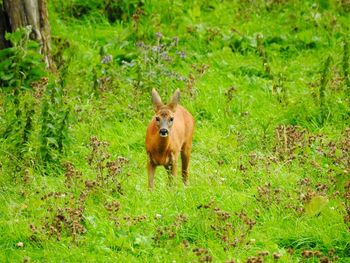 Cow on field