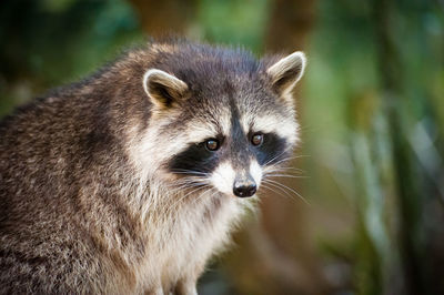 Close-up of raccoon