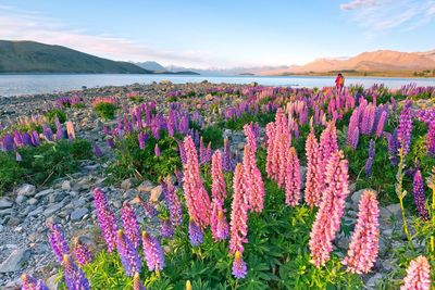 Purple flowers growing on field against sky