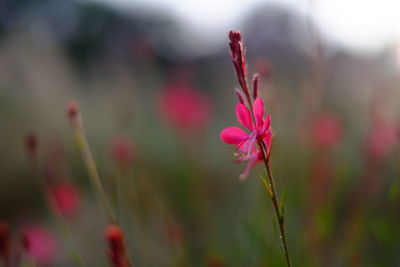 Close-up of pink flowering plant